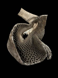 2015惠康影像獎 聚焦令人驚嘆的生物藝術(shù)世界 4