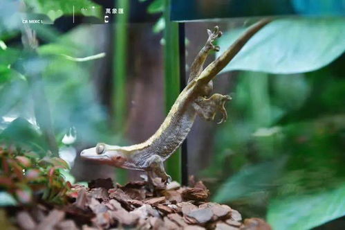 寧波市中心空降熱帶雨林 5000份水母、6000株植物與遠(yuǎn)古生物共舞